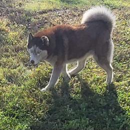 Big Red - Siberian Husky