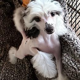 Red - White and black male Chinese Crested puppy in Cedartown, Georgia from Heartesha