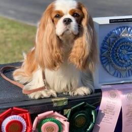 Cavalier King Charles Spaniels and Dachshunds from Mtn to Sea