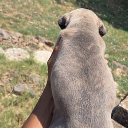 Cane Corso Puppies from Exotic Empire Kennels LLC