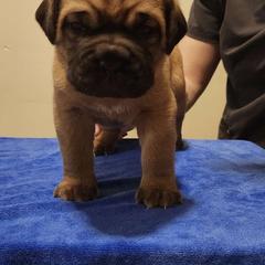 Female 1 - Mahogany female Dogue de Bordeaux puppy in Mazomanie, Wisconsin from Blue Horizons Bordeaux