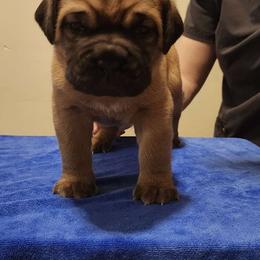 Female 1 - Mahogany female Dogue de Bordeaux puppy in Mazomanie, Wisconsin from Blue Horizons Bordeaux