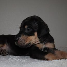 Ollie - Black male Great Dane puppy in Edinburg, Texas from Chestnut Great Danes
