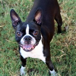 JB - Boston Terrier