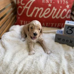 Indy aka Black Collar - Cream male Goldendoodle puppy in Portland, Tennessee from Happy_Tails_by_TJ