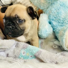 French Bulldog Puppies from Frenchie Paws