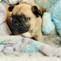 French Bulldog Puppies from Frenchie Paws