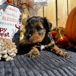 Yahtzee - Salt and pepper male Miniature Schnauzer puppy in Menifee, California from Moonshine’s Minis