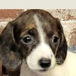 Dachshund Puppies from Nana’s Pups Miniature Dachshunds