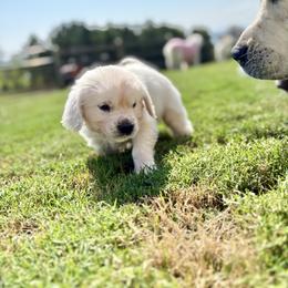 Golden Retriever Puppies from Suncoast Goldens