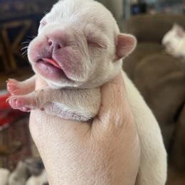 Donna - White female Bulldog puppy in Seneca, South Carolina from Burrell’s Bulldog Kingdom