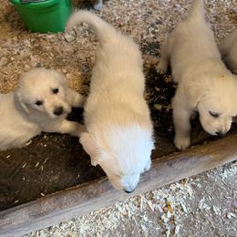 Sweetie - Light golden female Golden Retriever puppy in Wilmington, Ohio from Horner Newfoundlands and Golden Retrievers