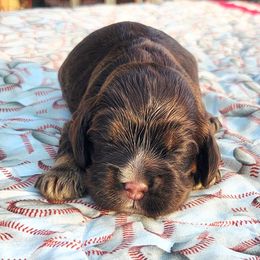Purple Girl - Brown white and tan female Cocker Spaniel puppy in Beggs, Oklahoma from Southern Country Cockers