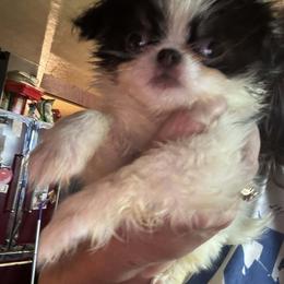 Charisma - Black and white female Japanese Chin puppy in Elkview, West Virginia from Almost Heaven
