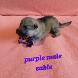 Purple Collar Sable Male - German Shepherd puppy from TiPi S Ranch's German Shepherds