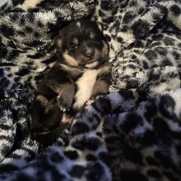 Dustin - Black and white male Pomsky puppy in Oak Harbor, Washington from Island Pomskies