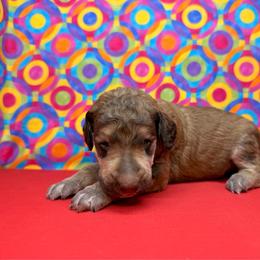 Red Collar - Brown male Poodle puppy in Houma, Louisiana from Smart Azz Poodles