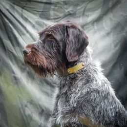 Ritzie - Wirehaired Pointing Griffon