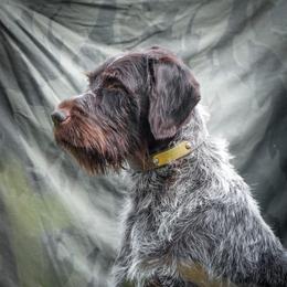 Ritzie - Wirehaired Pointing Griffon