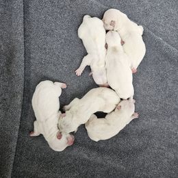 1st Pick Female - White female West Highland White Terrier puppy in Mayo, Florida from Carrot Tails LLC