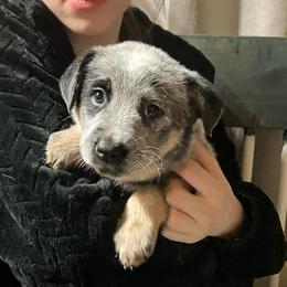 Zippy - Blue speckled male Australian Cattle Dog puppy in Saint Albans, Maine from Australian Cattle Cuties and littles