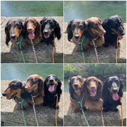 Dachshund All Grown Up from PriMar Miniature Longhaired Dachshunds