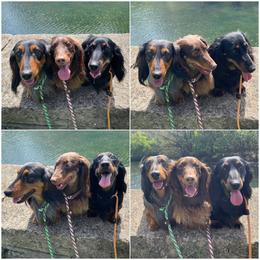 Dachshund All Grown Up from PriMar Miniature Longhaired Dachshunds