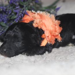 Mambo - Black male Maltipoo puppy in Arkansas from Brew House