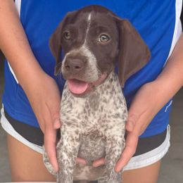 Abby - Liver roan female German Shorthaired Pointer puppy in Sareki, Georgia from Andre Family Farms & Kennels