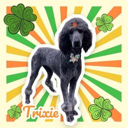 Trixie - Poodle