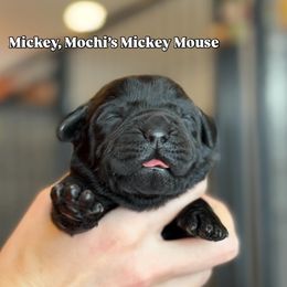 Mickey - Black male Labrador Retriever puppy in Owosso, Michigan from Bennington Retrievers