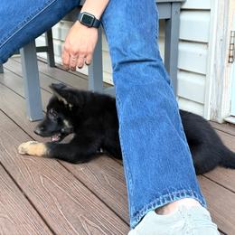 Brazzo, Red Collar Male - Black and tan male German Shepherd puppy in Milan, Illinois from Stonewick German Shepherds