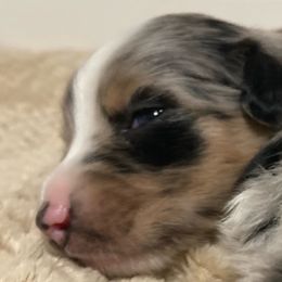Miniature Australian Shepherd Puppies from Blue Skye's Miniature Australian Shepherds