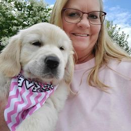Golden Retriever Puppies from Iron Rose Retrievers