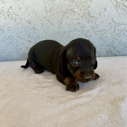 Winston - Blue and tan male Dachshund puppy in Perris, California from Doxie_pupps
