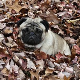 Pug Puppies from Vaubel Country Pugs