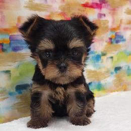 Richy Rich - Blue and gold male Yorkshire Terrier puppy in Monticello, Iowa from Ashley’s Puppies