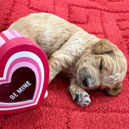 Blizzard - Apricot male Goldendoodle puppy in Camden, North Carolina from Oopsie Doodles of NC