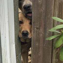 Dilute Retriever and Labrador Retriever All Grown Up from Long Valley Labradors