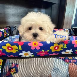 Troy - White male Maltese puppy in Paden, Oklahoma from Logan's Perfect Puppies
