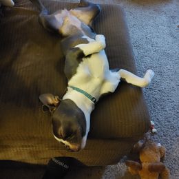 Boston Terrier Puppies from Razmom's Boston Terriers