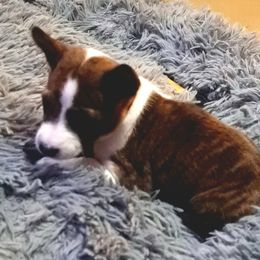 Orange Collar Boy 1 - Brindle and white male Basenji puppy in Tuttle, Oklahoma from Steadfast Farm (SFF)