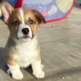 Boy 7 - Sable male Pembroke Welsh Corgi puppy in Surprise, Arizona from Ruff and Rowdy Corgis