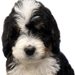 Mr. Confident - Tri-color male Bernedoodle puppy in Hegins, Pennsylvania from Bubbling Springs Doodles, LLC