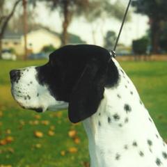 Pointers from Cumbrian Kennel