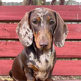 Goose - Dachshund