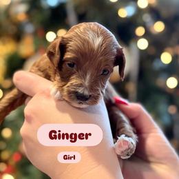 Ginger - Apricot female Cavapoo puppy in Sugar City, Idaho from Taylor's Cavapoos