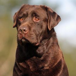 Labrador Retrievers from Rycroft Labradors