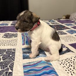 Girl 1 - Parti female Miniature Schnauzer puppy in Dunlap, Tennessee from Beards of Glory