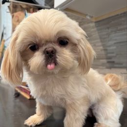 Kikay - Shih Tzu